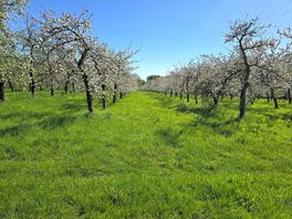 Orchard
