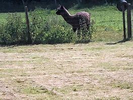 One of the alpacas!