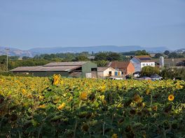 View of farm from sunflower maze