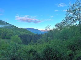 Morning view