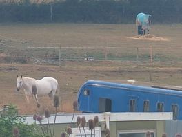 Horses