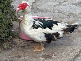 Cute ducks just wandering around.