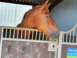 Horses in the stable