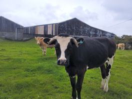 Cows in the field behind our pitch