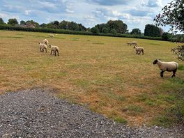 Greenfields