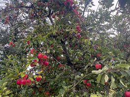 Orchard