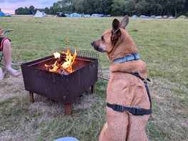 Rocket enjoying the fire.