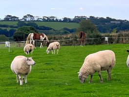 Sheep in the fields