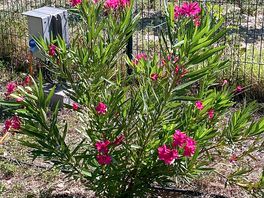 Local flowers