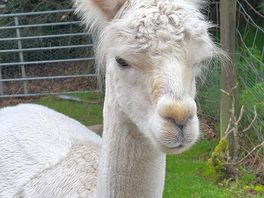Alpaca!!