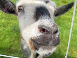Curious goats