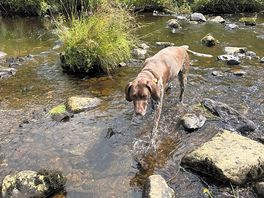 This is the river on the marked dog walk from the camp site only a short walk but very nice.