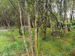 Pitch number 8 in the trees