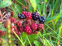 Blackberries