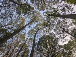 Woodland