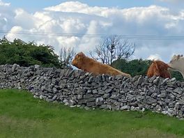 Friendly woolley coos, n cows