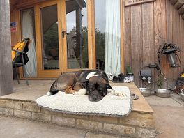 Dog friendly