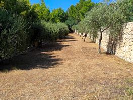Pitches amid olive trees