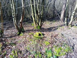 Wynyard woodlands walk