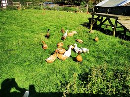Chickens n ducks