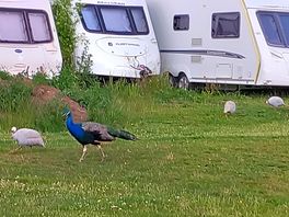 Wildlife on the doorstep.