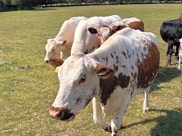 More cows