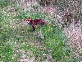 Little fox we met on a walk