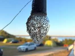 Those are the gnats we had to deal with the morning after all over everything!