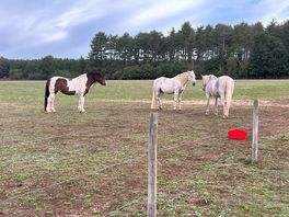Loved the horses