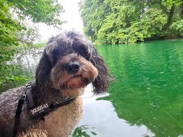 Our boy teddy loves a dip
