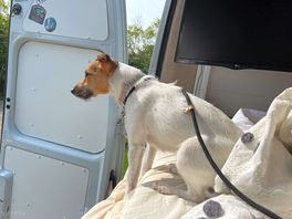 Our dog loved it!!!!