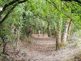 Small wooded area