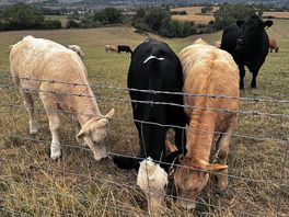 One of the larger cows gave birth during our stay and we got to meet all the little calf’s .