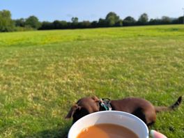 Tea