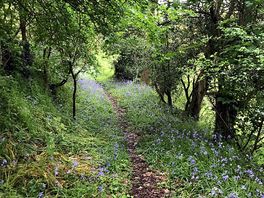 Walk from the cabin