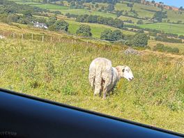 🐑