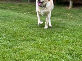 Large dog walk area
