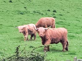 Neighbours.