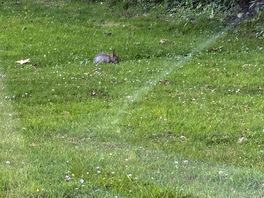 Wildlife enjoying the