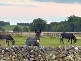 Donkey reservation