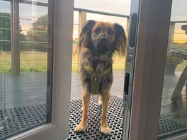 Chip absolutely loved the porch :)