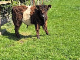 Cow