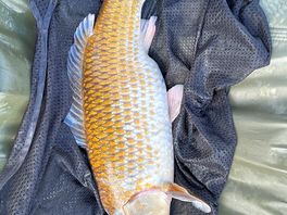 Carp