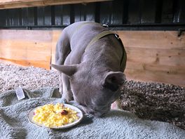 Breakfast at the crate