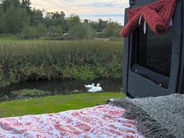 Swans