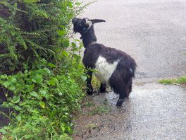 Happy goat