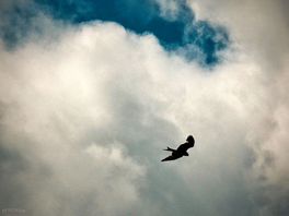 One of many amazing birds at the campsite
