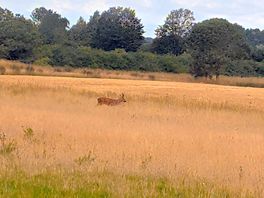 Deer