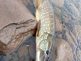 Pike