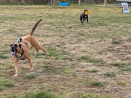 Charlie and rosie and the dog park